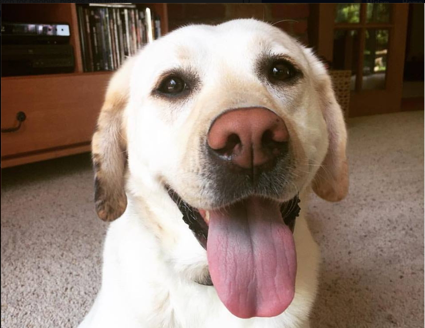 Two Rutgers Law Professors Believe Owning Pets Is Immoral Torture. FOR